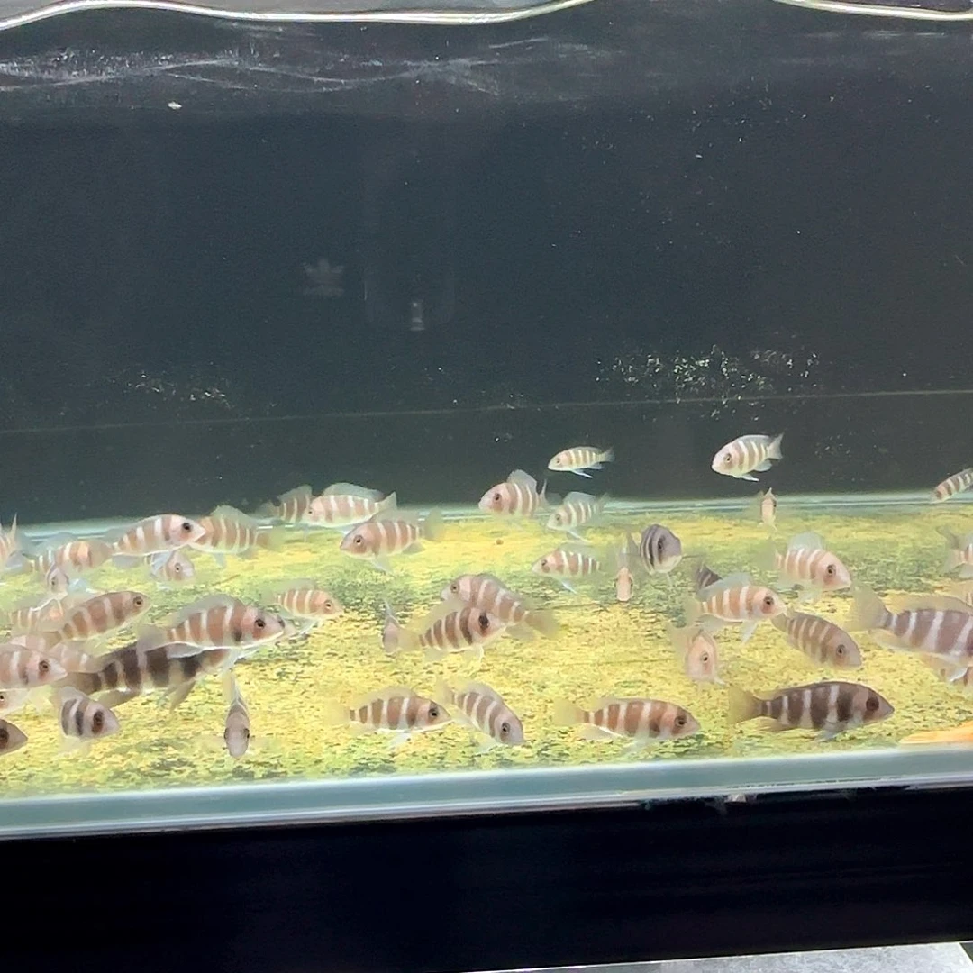 慈鲷绿龙王苗子两条