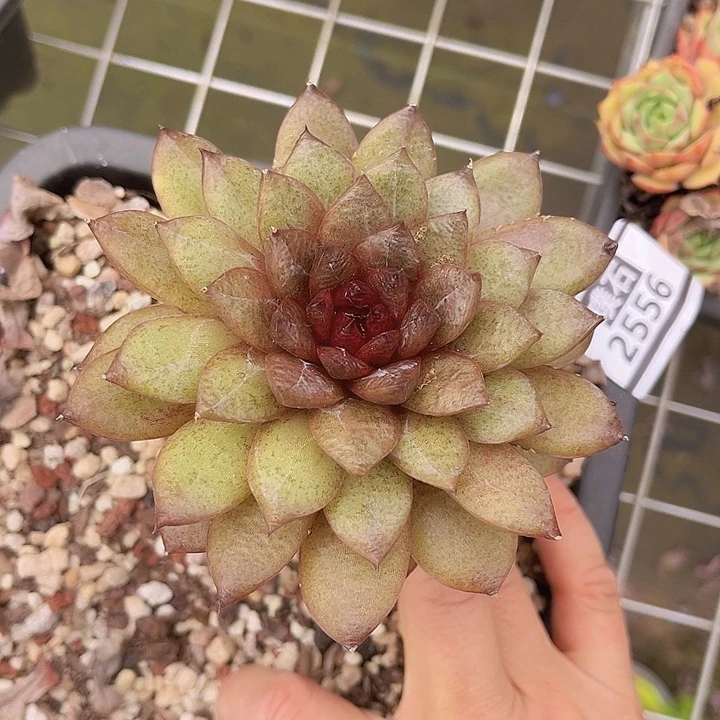 紫水晶杂2556多肉植物
