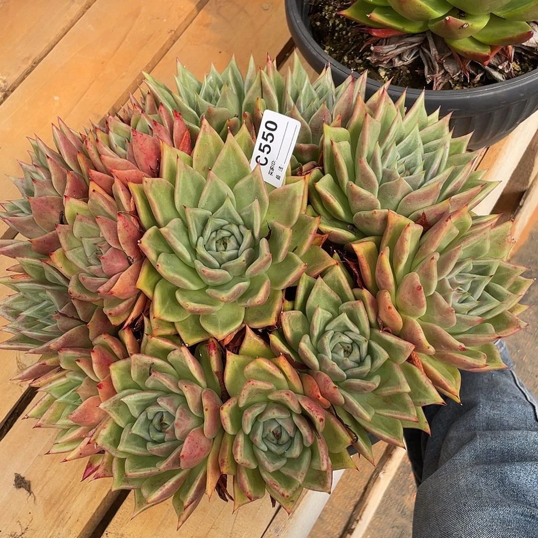 若如东云单排C550