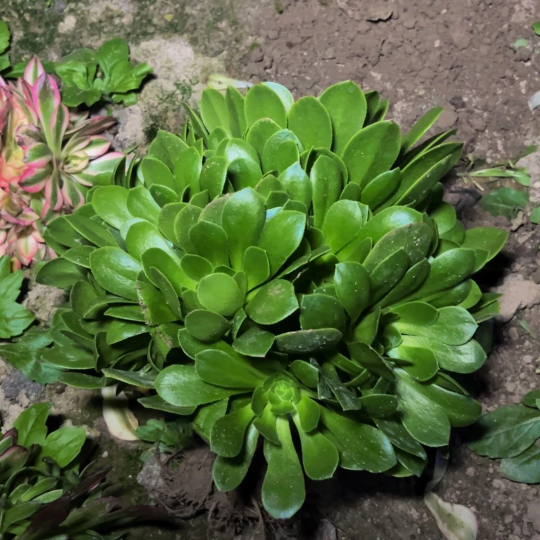 绿羊绒多肉植物捧花的