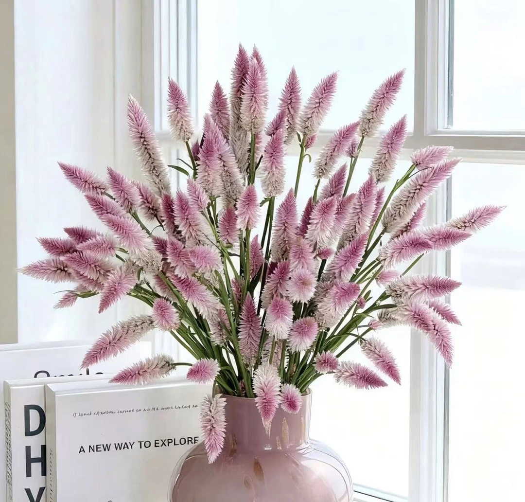 多头凤尾一扎云南基地直发