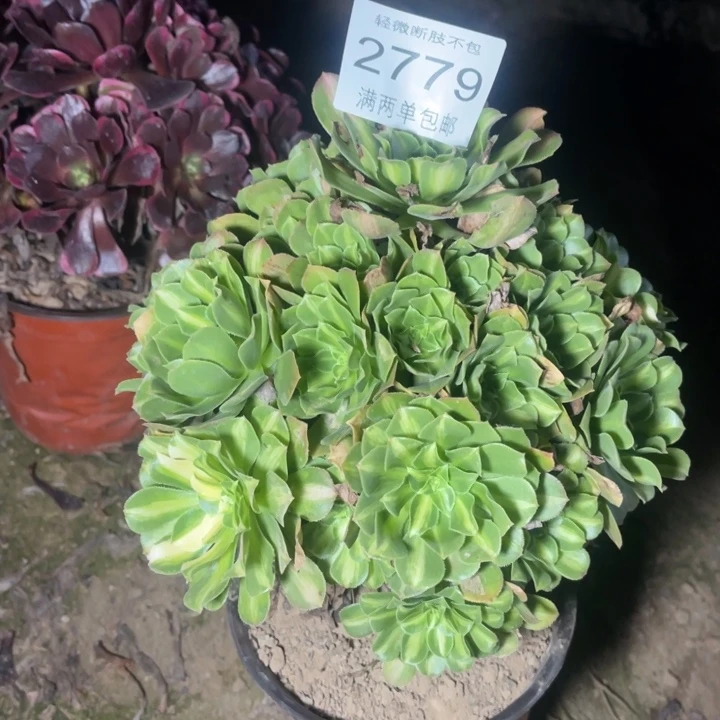 2779琉璃的的多肉的