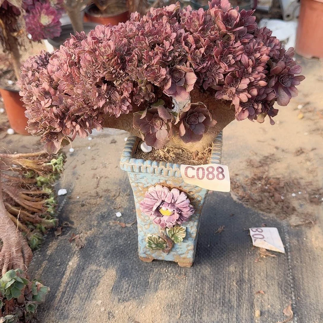 088万朵朵一颗呀