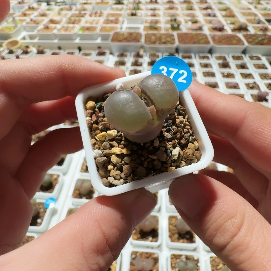 多肉植物福利风铃372