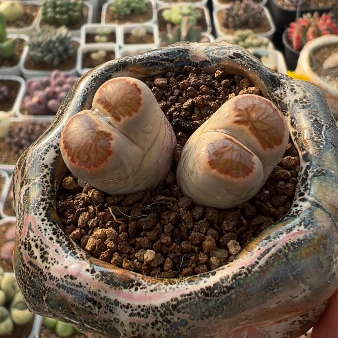 島田红窗菊多肉植物