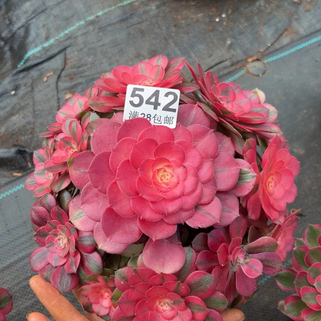 多肉植物542荔枝叶片有伤
