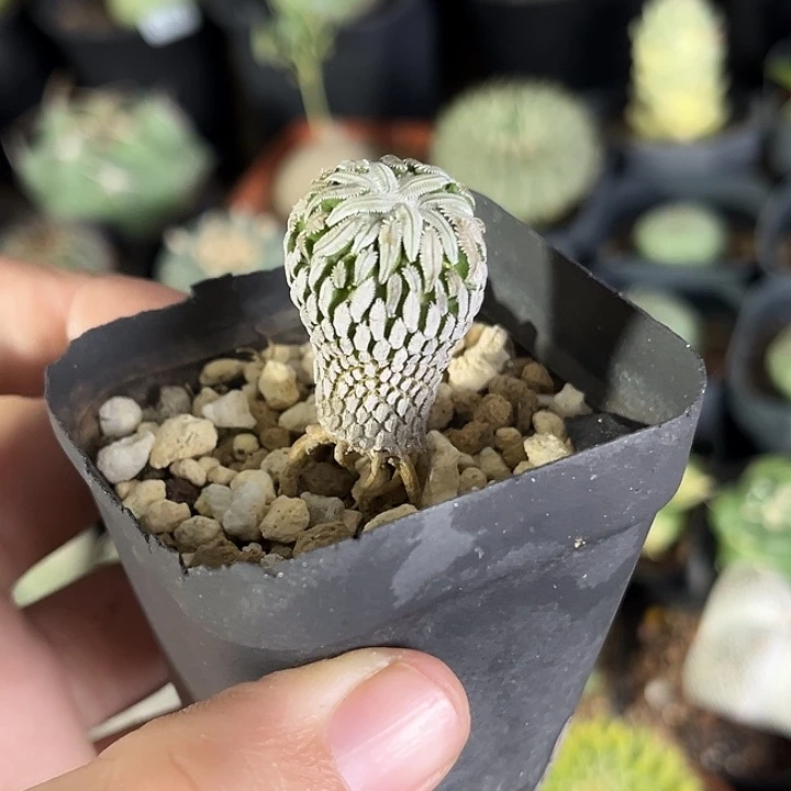 仙人球一物一拍自根34