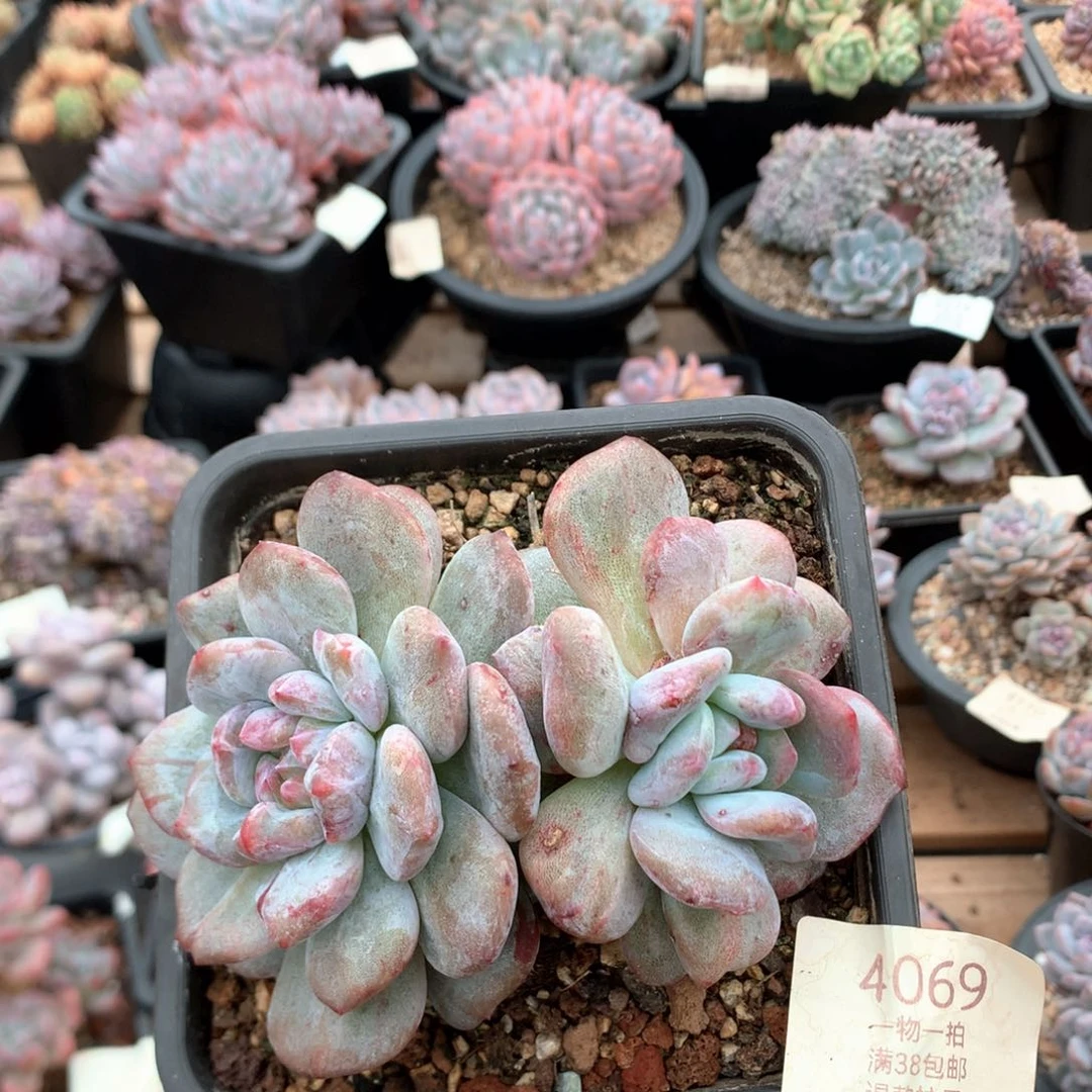 12厘米双头星影石化4069
