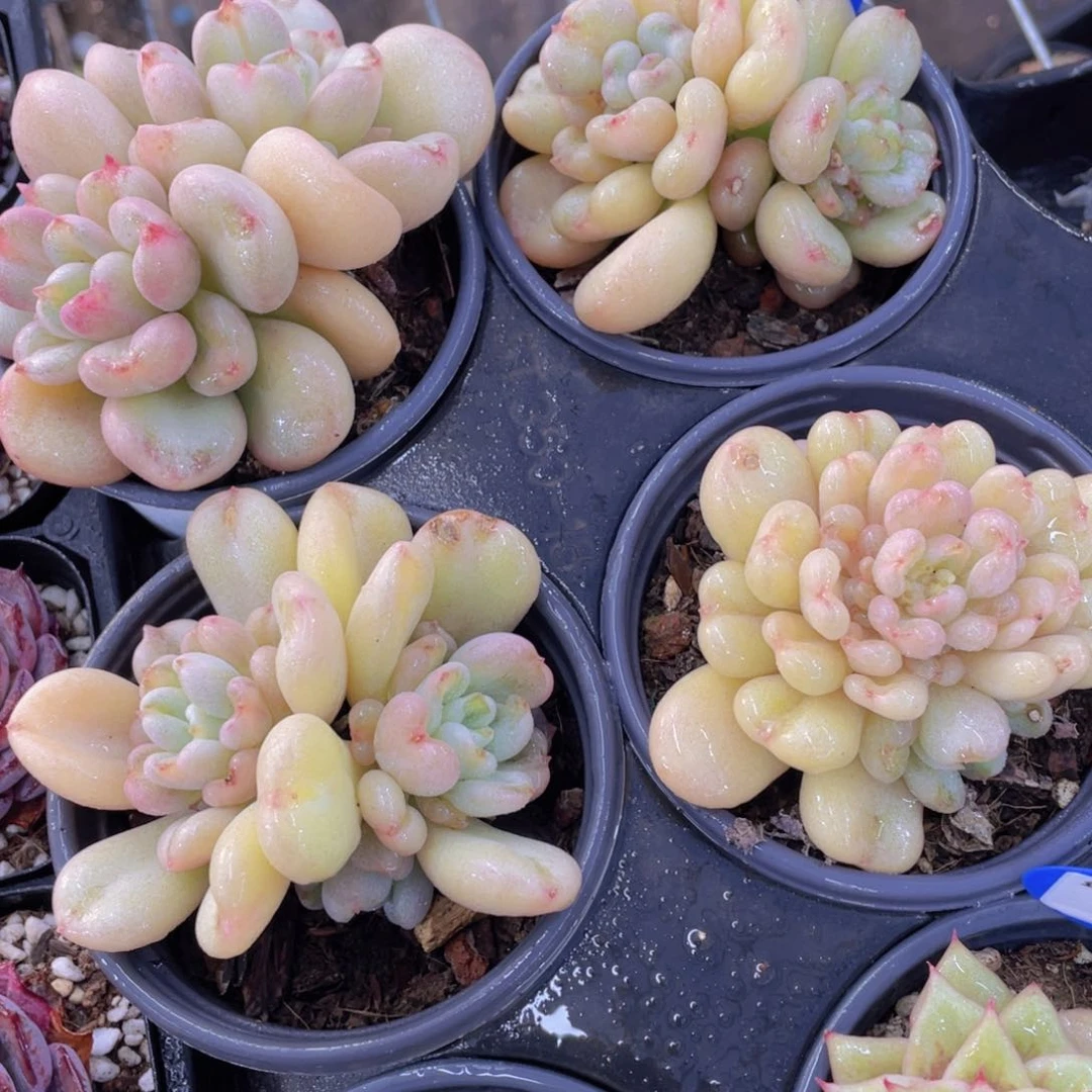 849号 全状态比尔盖茨双头起一个