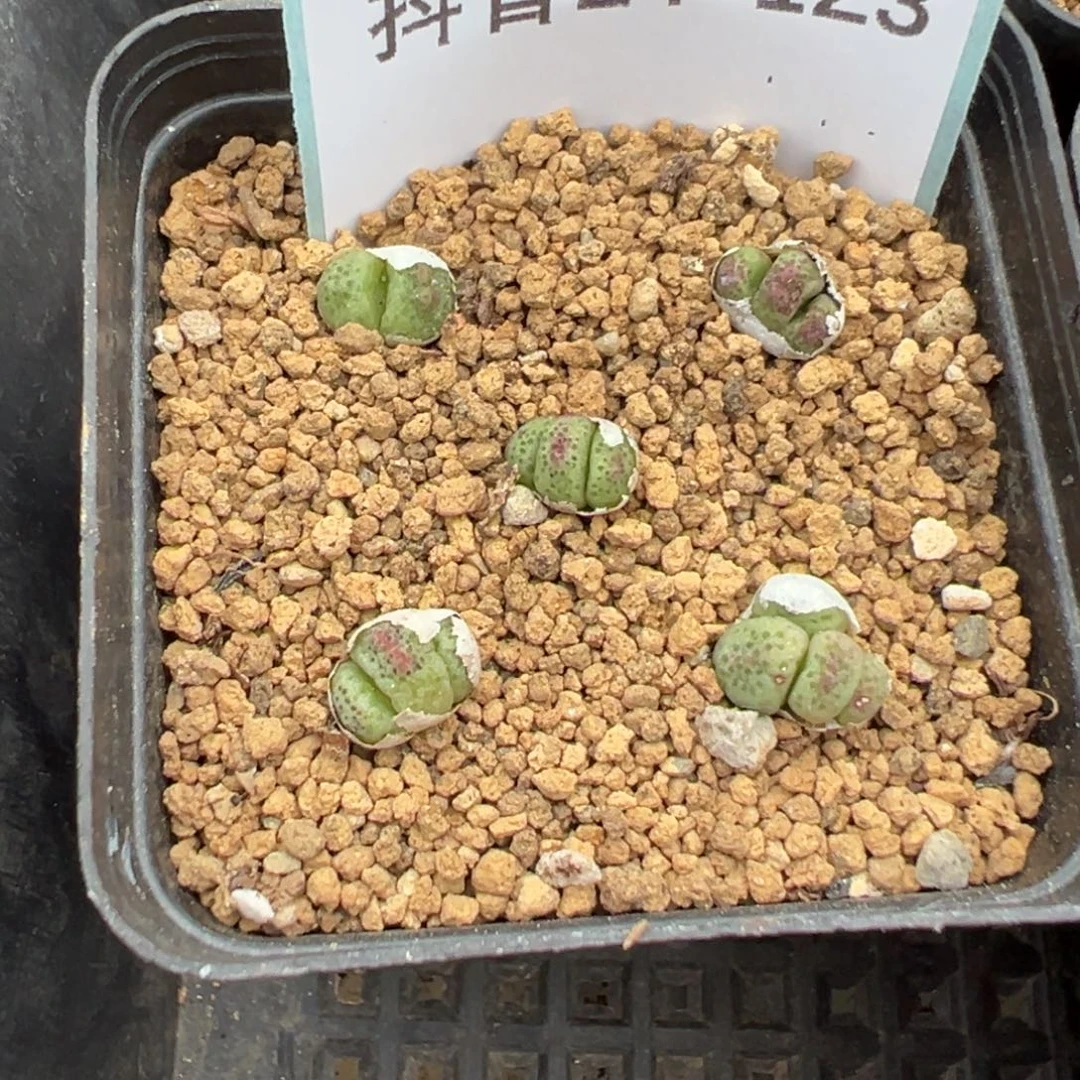 24-123肉锥多肉植物