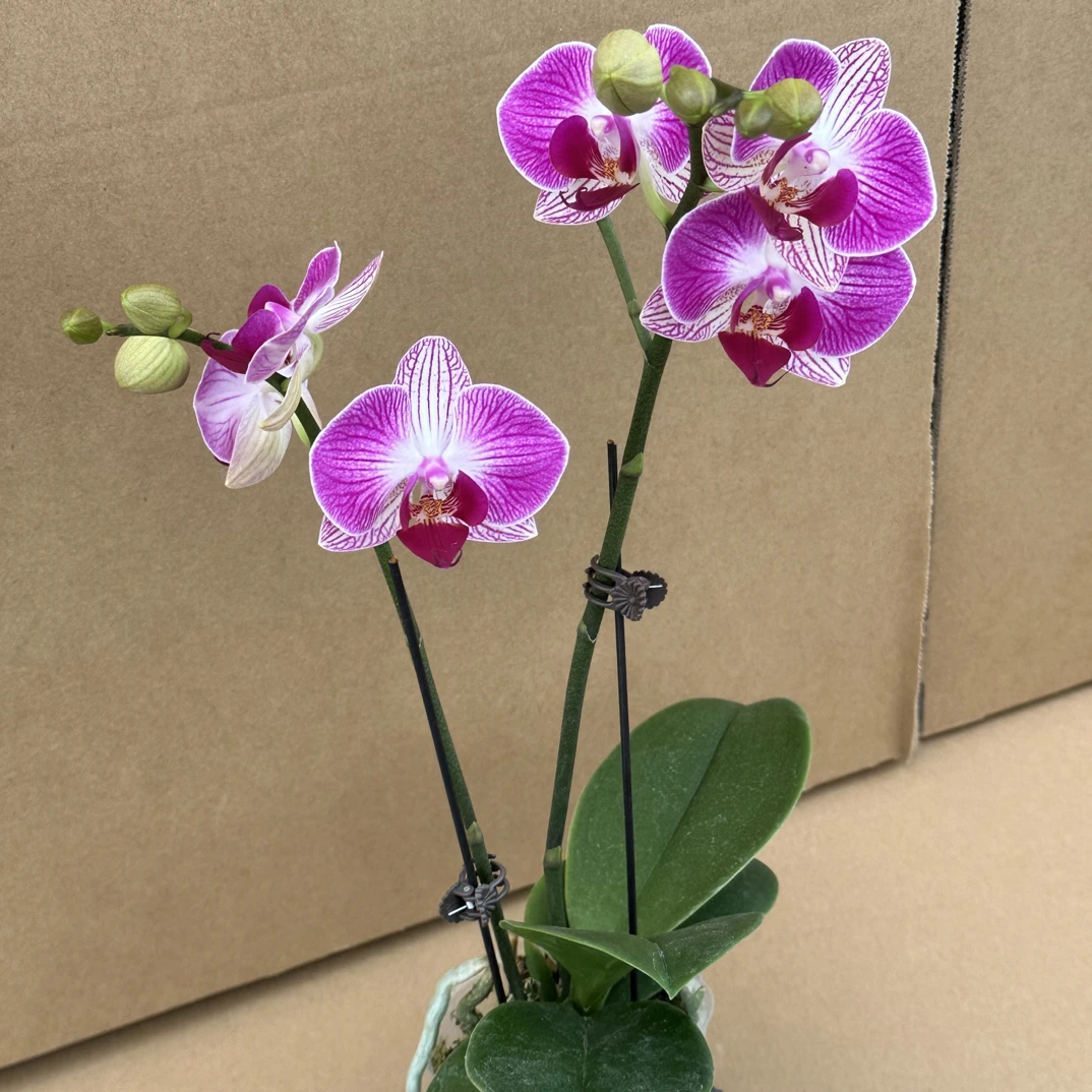 玲泷优选（红双喜）蝴蝶兰花期长好养护2-4