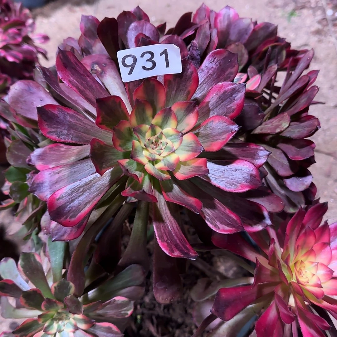 多肉植物法师yanhua 931