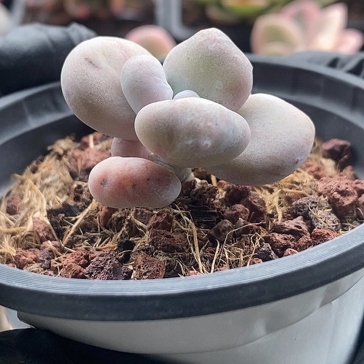 飞***鱼油煎丸子多肉植物