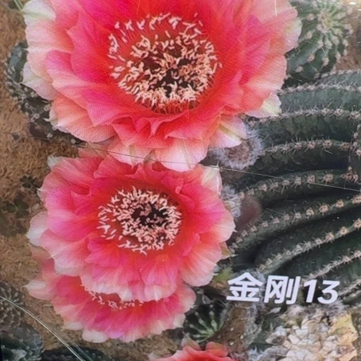 214金刚13水蜜桃歪4公分左右无根侧牙，20包邮