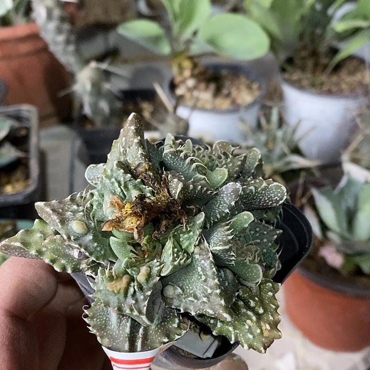 完美主义者勿拍怒涛010321