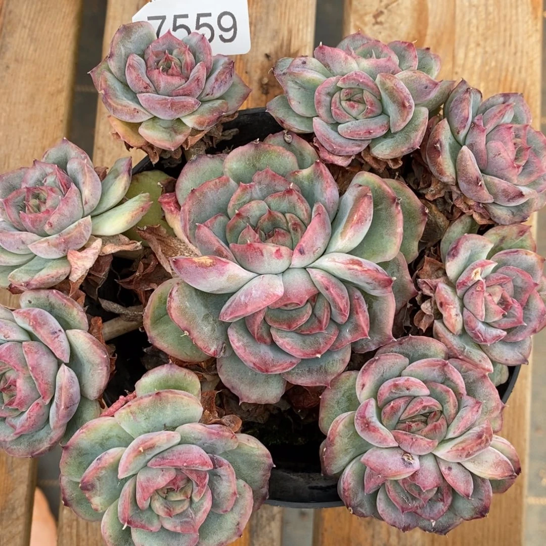 S***o杂交精品多肉7559~13厘米