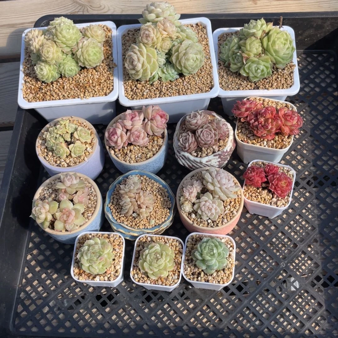 浵***M优选专拍多肉14颗福利2844
