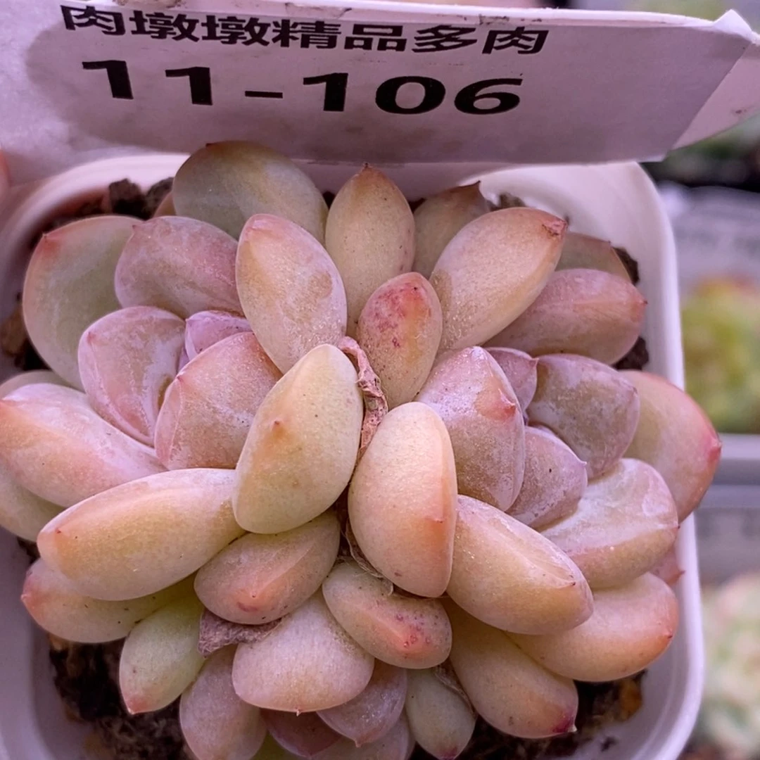 【闪购商品】11-106