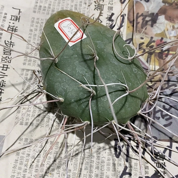 潮流植物长白曲刺102306
