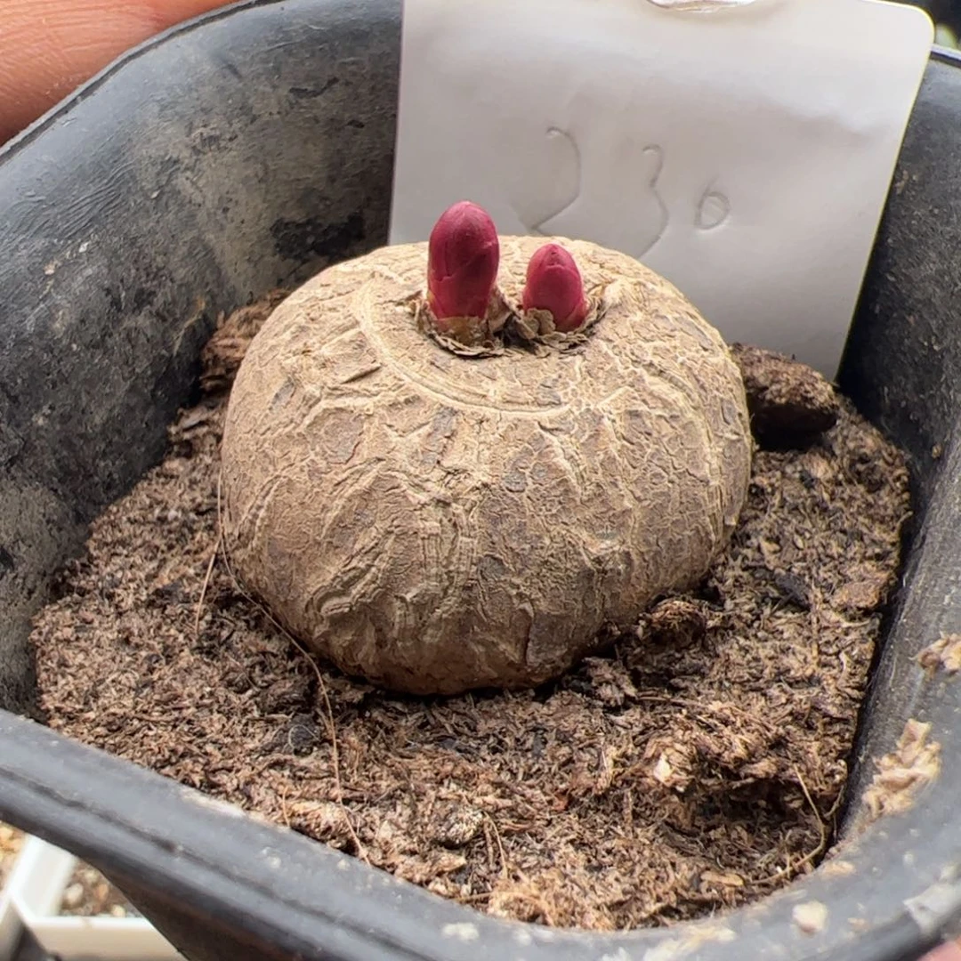 10.6玫瑰大戟多肉植物230
