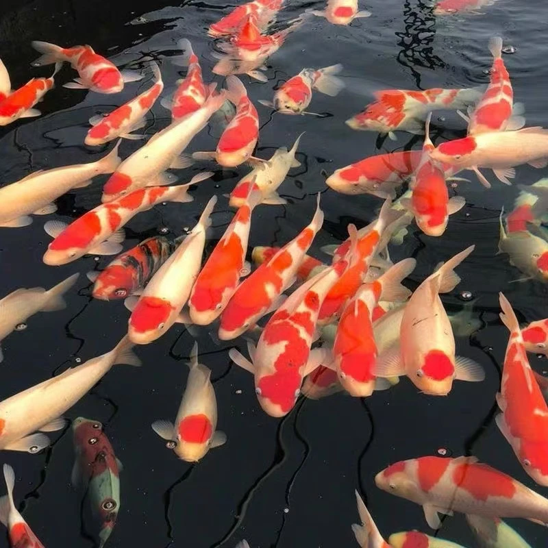 【精品锦鲤混搭】13-16厘米红白三色5条血统锦鲤好养冷水鱼包邮