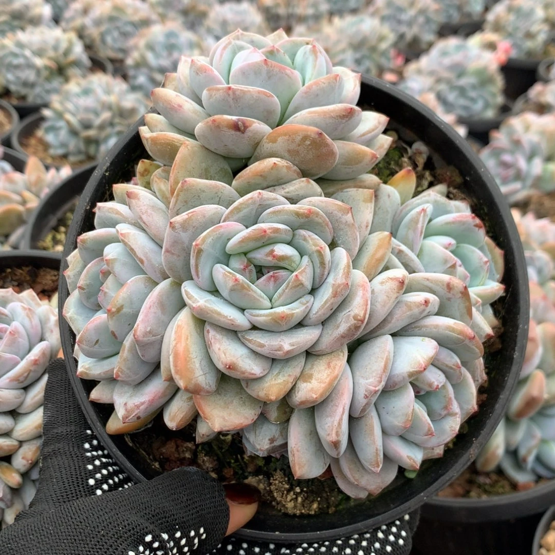 石榴多头无砍花花