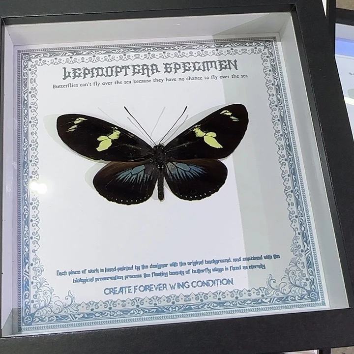 海神袖蝶蝴蝶标本专拍