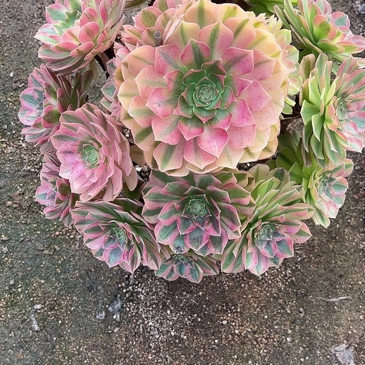 多肉植物雨荷锦…………