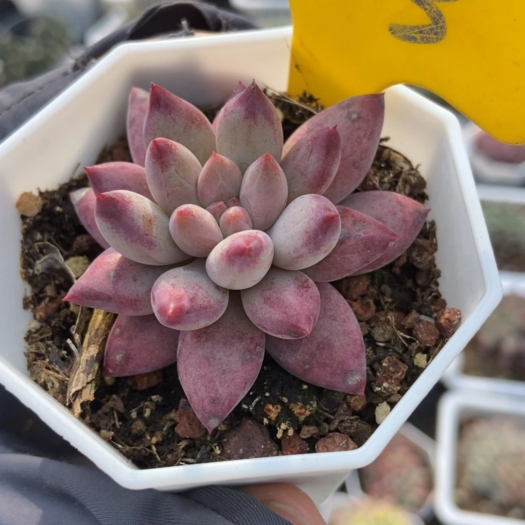 793金鱼姬多肉植物