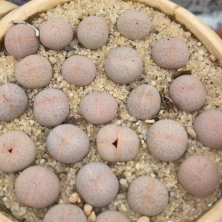 高尔夫一颗