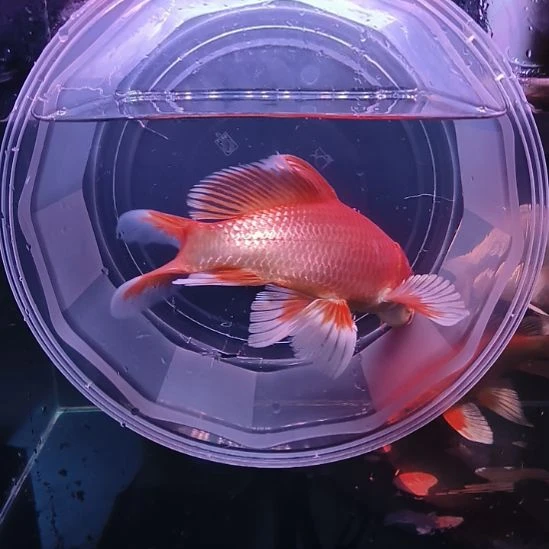 海水鱼红色普身蝴蝶鲤