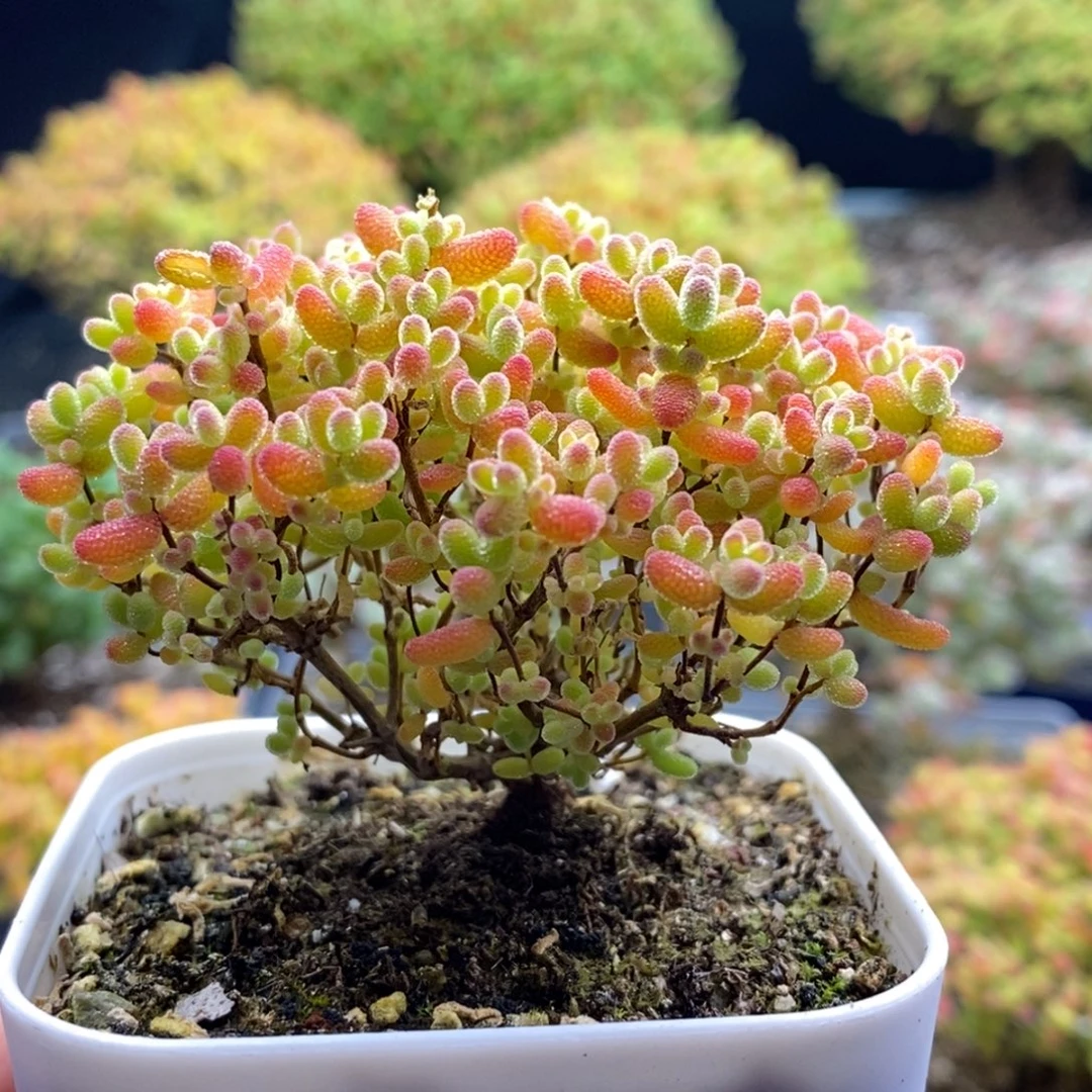 470蜜橘糖球 。