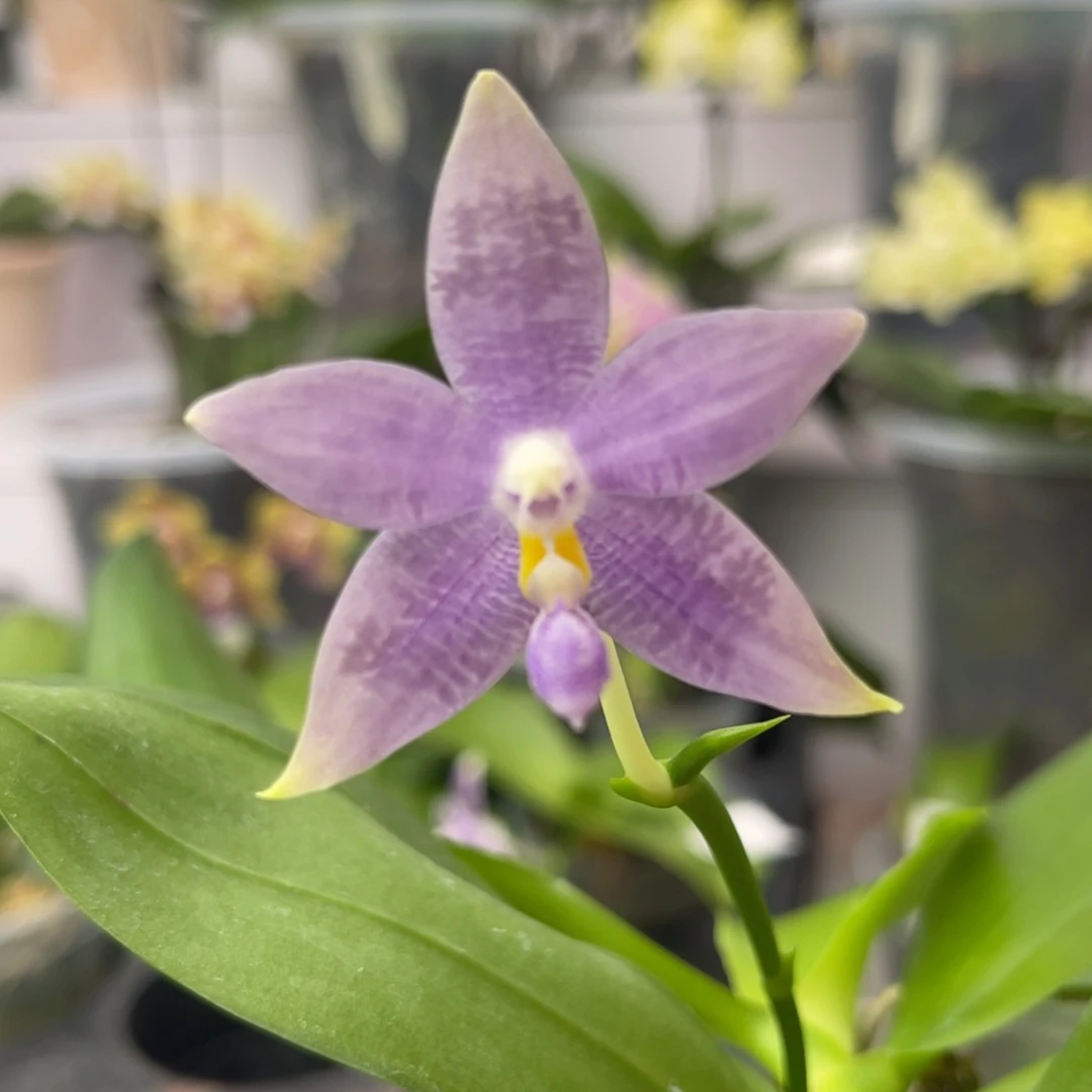 完全开放2155 2.5寸蓝盾交蓝路帝 一物一拍