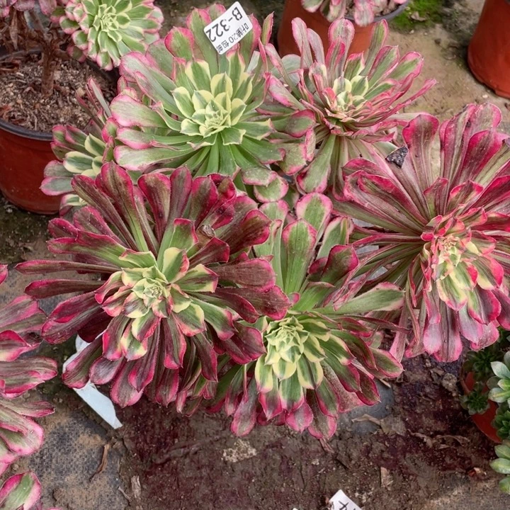 322铜花顺多肉12345678多肉