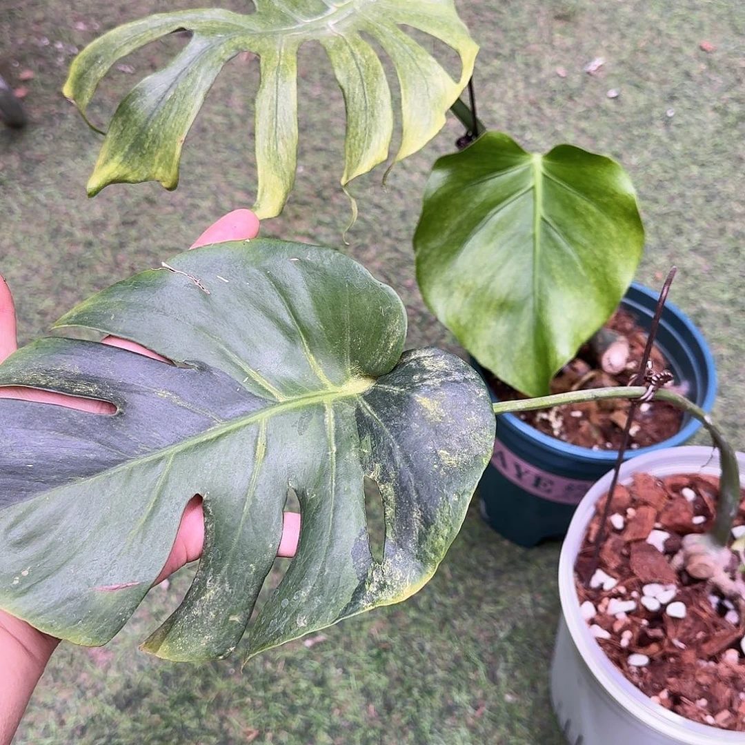 G***9不开花植物荧光章鱼加荧光绿个体Z7