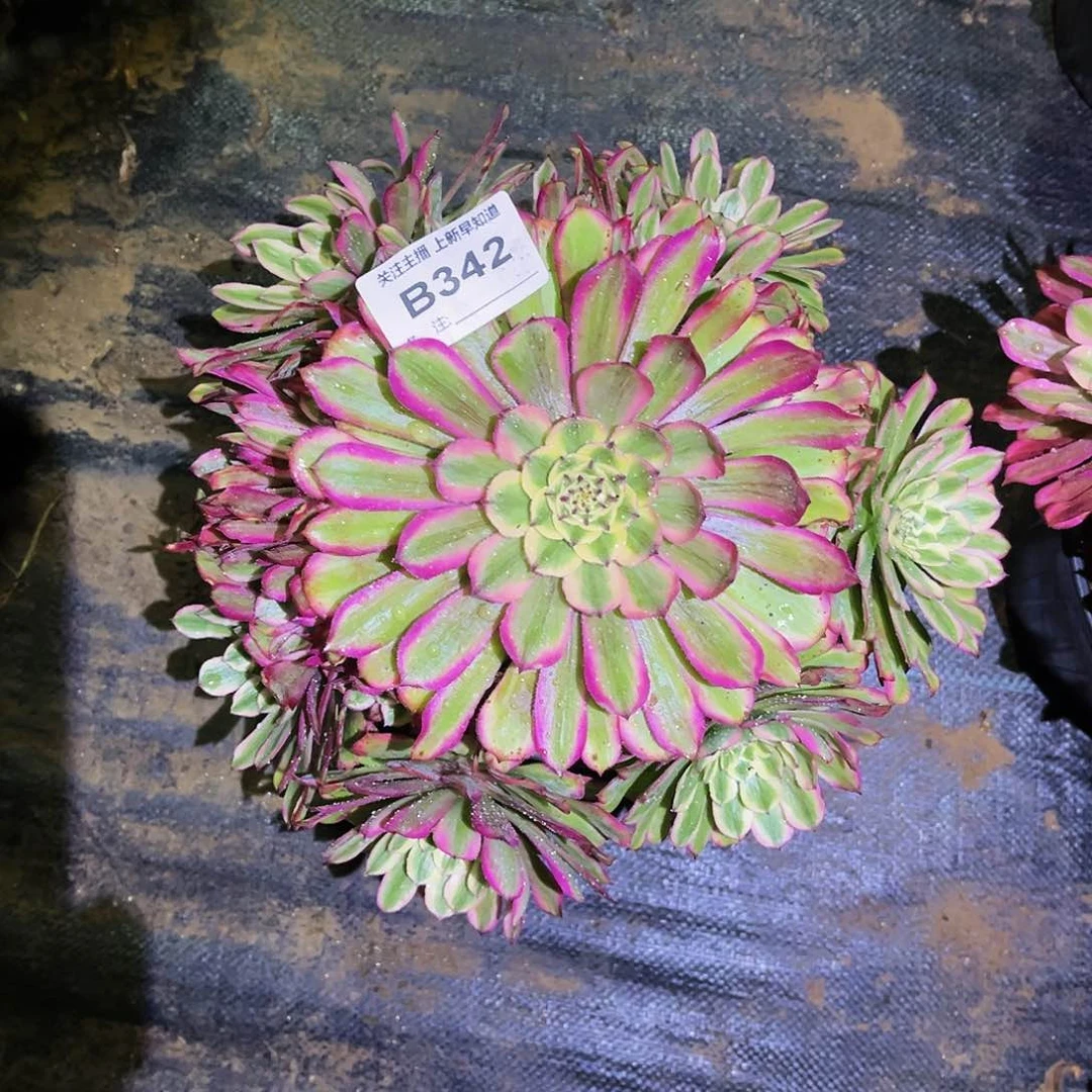 多肉植物342黛玉