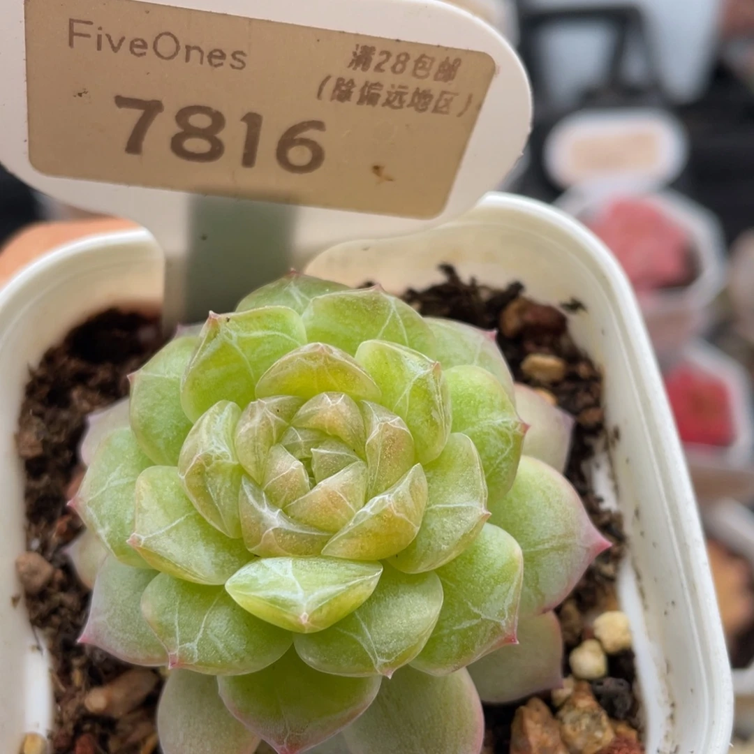 编号系列7816-4.5厘米