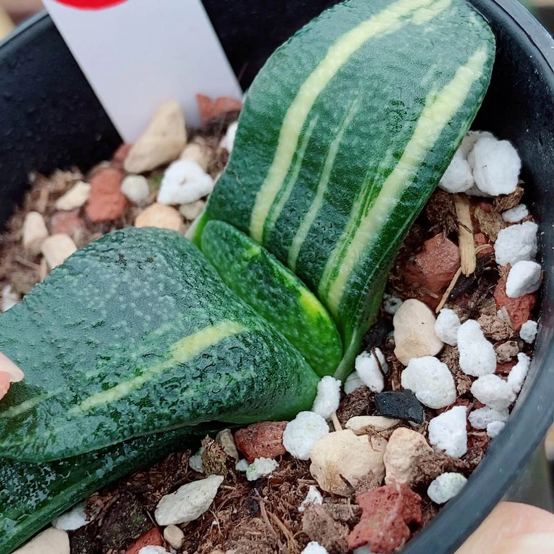 100卧牛实生锦带盆发货