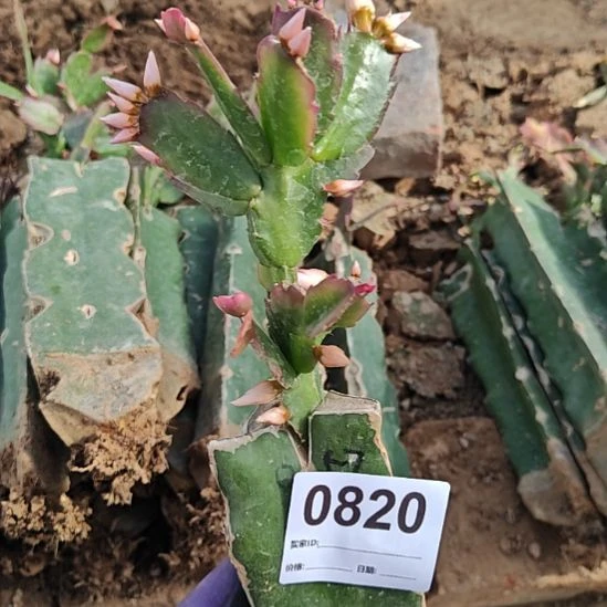 057嫁接零度之上包邮820