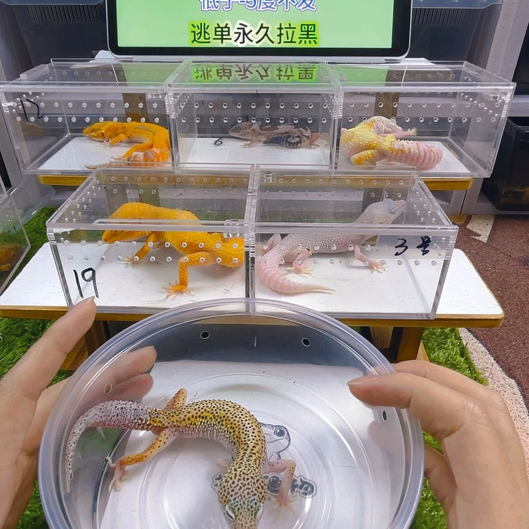 豹纹守宫守宫可爱好看迷人