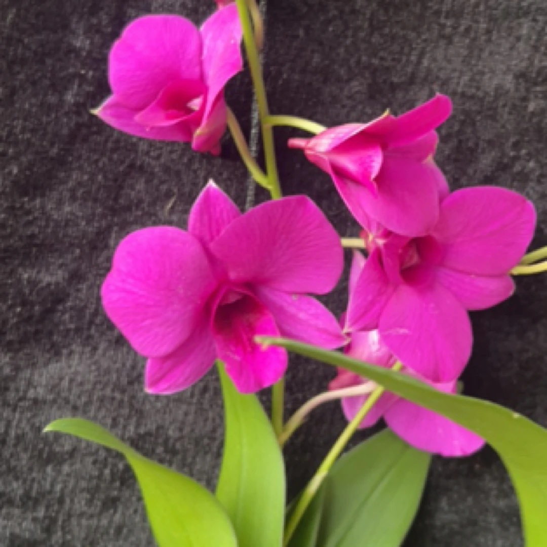 红花秋石斛兰盆栽绿植室内植物石斛兰花室外种植石斛花