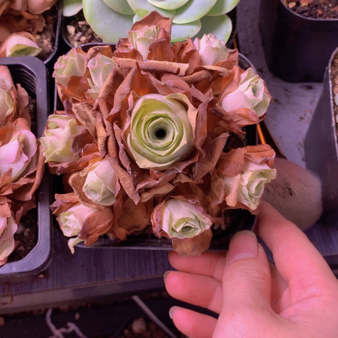 火***花一物一拍星辰清秋599