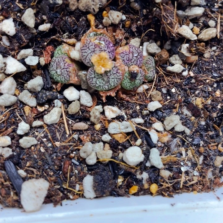 256墨小锥带盆l l l l