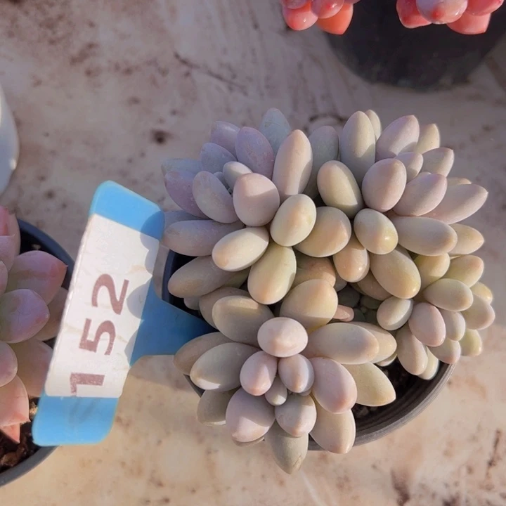 健健康康平平安安