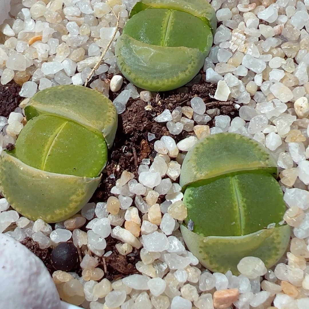 119-111.我是真的不