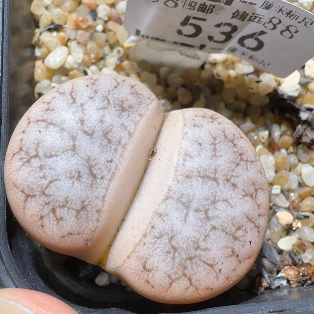 Sss清仓便宜出536卡3