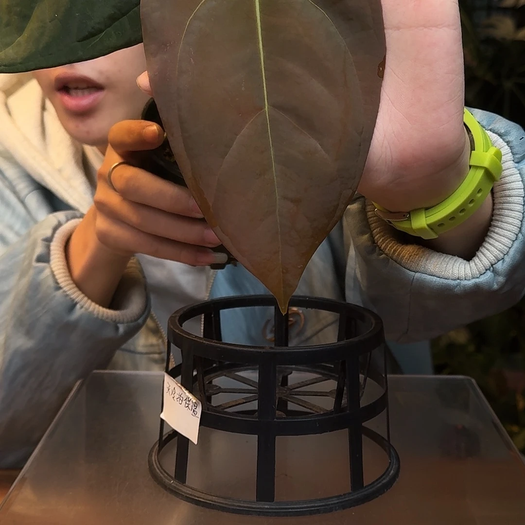 完全开放W65加通湖papi杂暗黑巴拿马