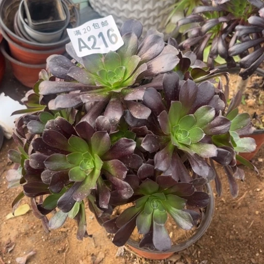 216欧紫法师不包断枝