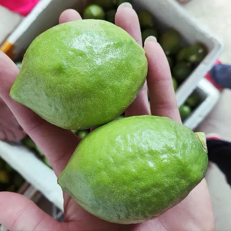 广东香水柠檬新鲜现摘无籽爆打柠檬茶店专用级果