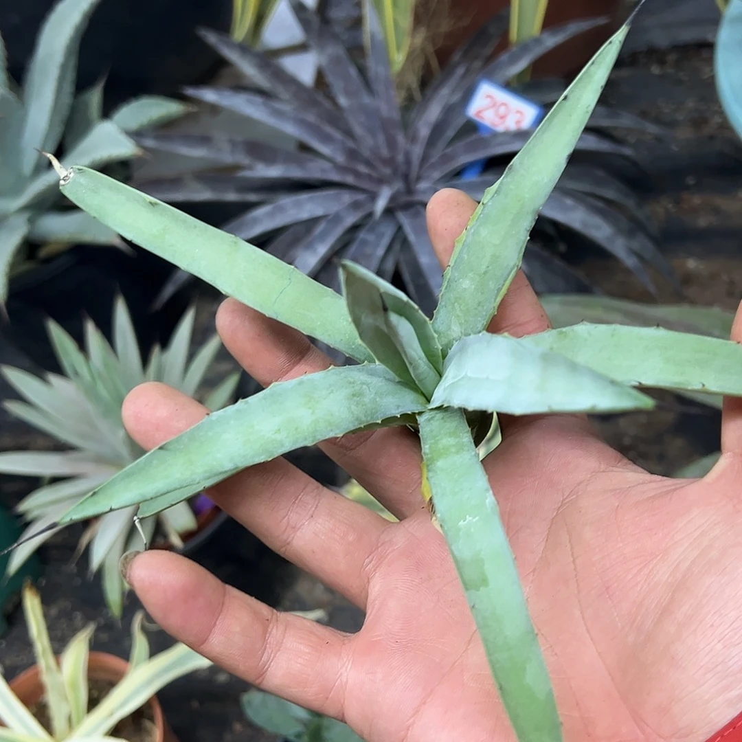 蓝肌八荒殿宽叶版侧芽无根